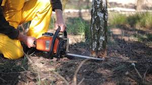 Best Tree and Shrub Care  in USA